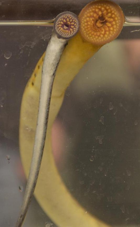 2. Class Petromyzontidae (lampreys)are primitive vertebrate with a skull of cartilage, it also retains notochord into adulthood.