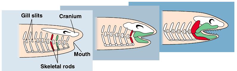 The next important evolutionary development was jaws. This developed from the rods in the pharyngeal gill slits.