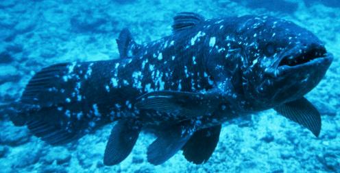 5. Class Actinistia- lobe-finned fish have bony endoskeleton of calcium phosphate.