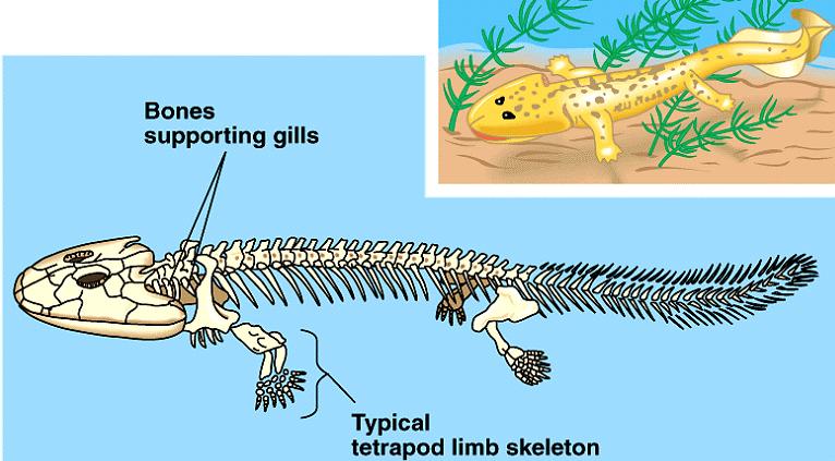 The next development is the evolution of four limbs (Clade Tetrapod). Tetrapods have fours limbs.