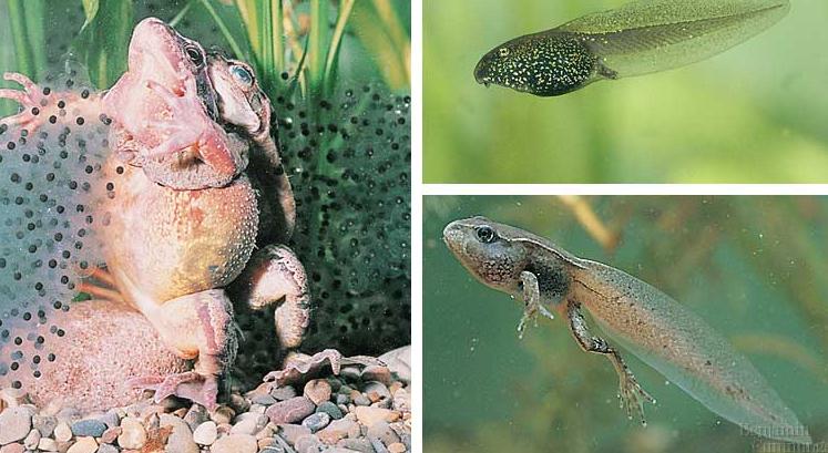 Most amphibians reproduce in water, then live on land but there are some amphibians entirely aquatic or entirely