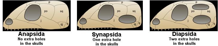 Clade Amniotes- gave rise the two clades- reptiles and synapsids. The Class Reptiles gave rise to diapsids and anapsida. These clades are based on the structure of the skull.