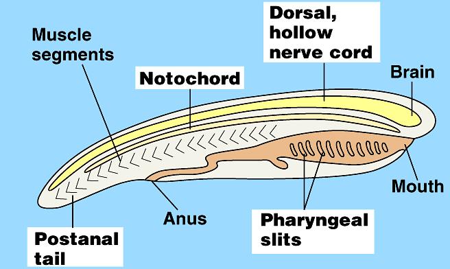 Characteristics of Chordates (At sometime during their life) -Notochord-longitudinal rod of cartilage between digestive tube and nerve cord. Used for support. Many have only in the embryonic stage.