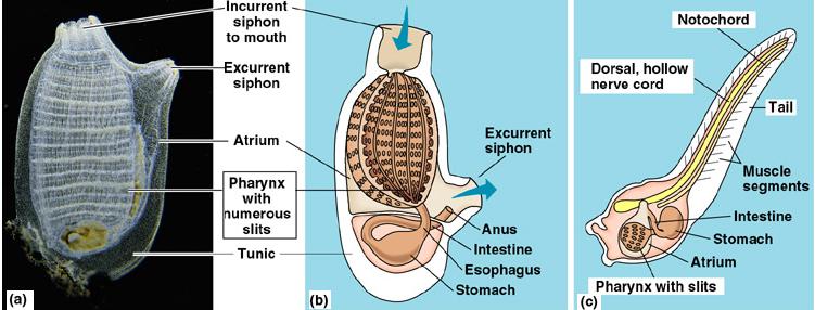 II. Subphylum Urochordata-has 4 characteristics of chordates in larval stage but loses 3 (retains gill slits) as a sessile adult that undergoes extreme