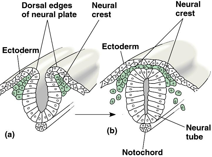 -Evolution of neural crests forming between the neural tube and ectoderm.