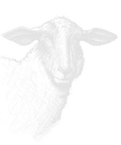 My 4-H Breedstock Sheep Project Animal(s) Name of Animal: Identification Number: Type of Identification: Tag Tattoo Breed(s): Color: Date (Month) of Birth: Markings: Please Check One: Please Check