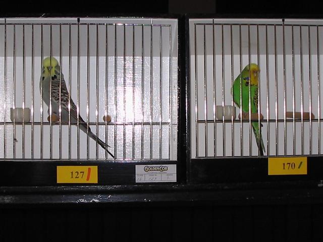 Delivery of Capricornia Budgerigar by email is now an available option to members.