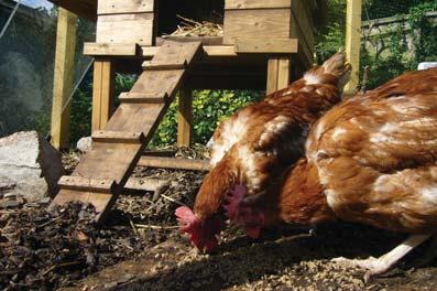 Reasons: Why consider allowing backyard chickens in the urban and suburban areas of Saanich?