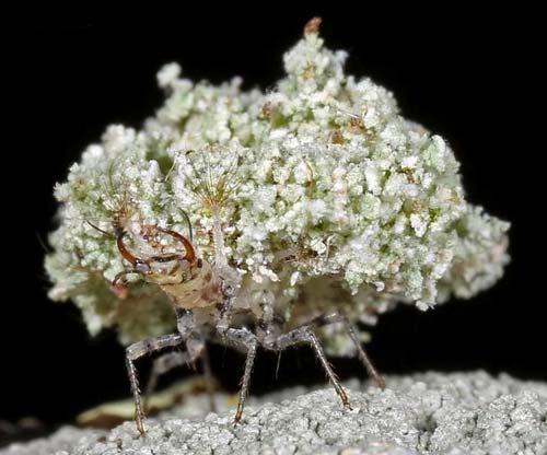 In fact, Wilson and Methven (1997) found that the larvae at their Illinois, USA, site were somewhat specific in the species of lichens they chose.