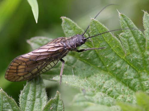 Sialidae Alderflies This is a small family that can be up to 25 mm long (Alderfly 2014). They occur sparsely worldwide with a concentration of known species in Europe (Sialidae 2015).