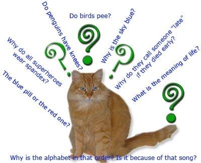 ANSWER YOUR CAT S QUESTIONS DAY JANUARY 22 Ever wonder what your cat s really thinking when he s staring at you? Well January 22 is the day to seriously consider what is on your cat s mind.
