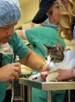 veterinary medical association focused on animal