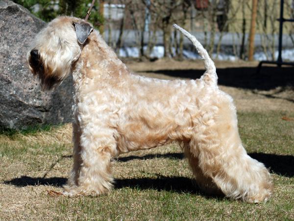 WHAT FINNISH WHEATENS DO Family Pet Agility Obedience Tracking Companion dog for elderly people Shows yearly show entries vary between 800-900