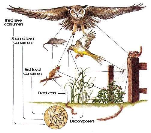 In ecosystems, plants and animals are all connected.