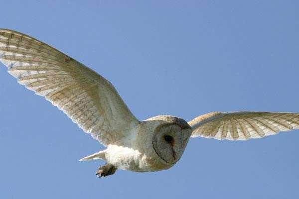 WHAT DOES A BARN OWL LOOK LIKE?