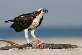 Hawks, eagles and osprey tear and swallow small