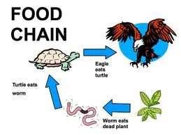 HOW THE ENVIRONMENT IMPACTS WHAT AN OWL EATS A food chain shows the relationship between producers (plants) and consumers (animals that eat the plants or