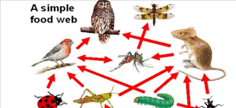 Food Webs show how plants and animals are