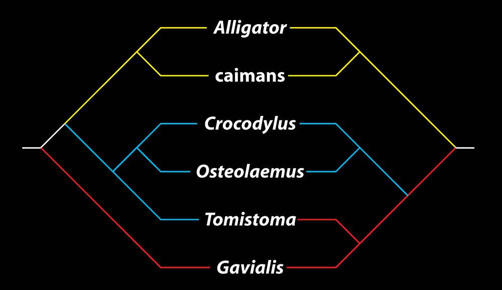 Figure 1: Phylogenetic trees showing relationships among crocodylians