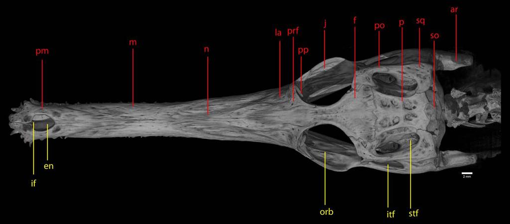 Figure 7: Dorsal view of skull.