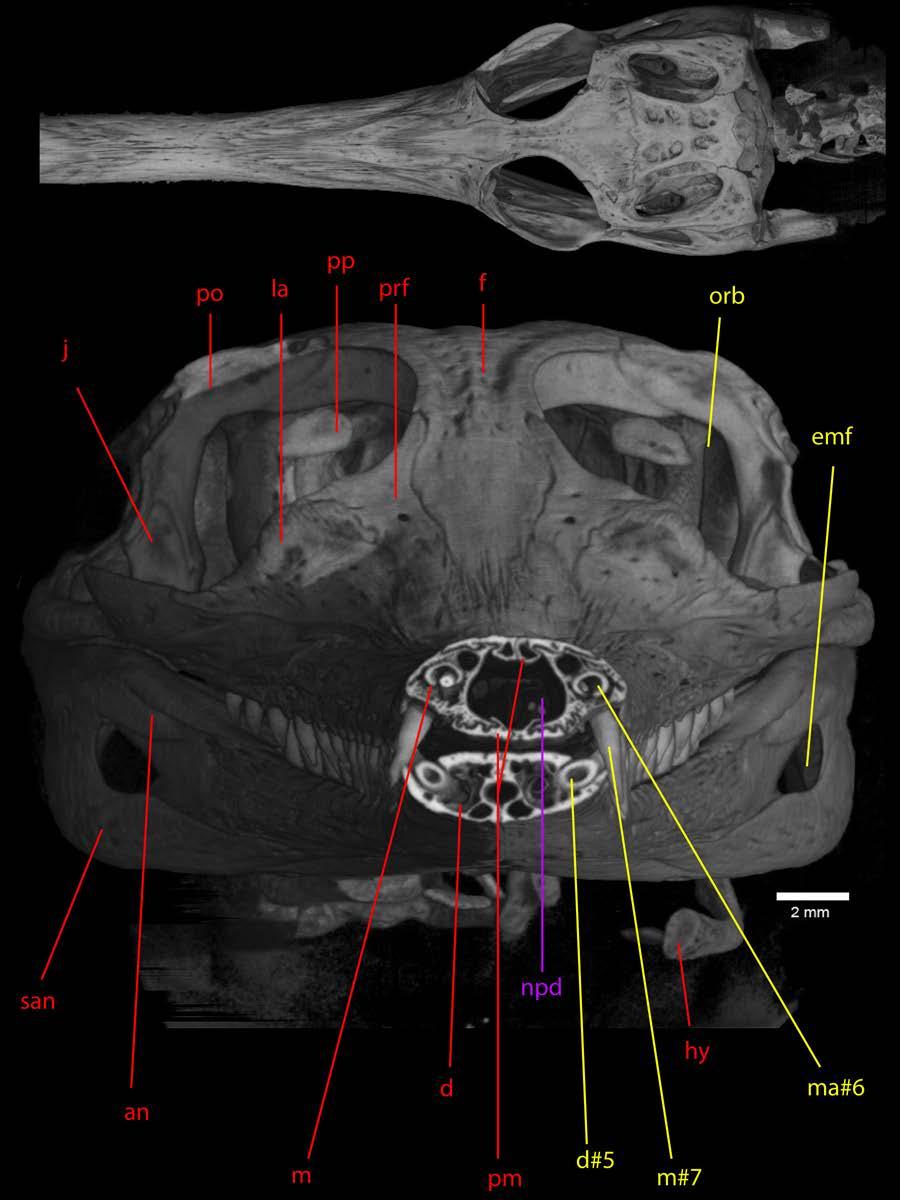Figure 10: Coronal section through the snout. Upper picture shows the location of the cut.