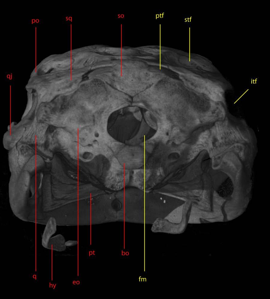 Figure 13: Posterior view of skull.