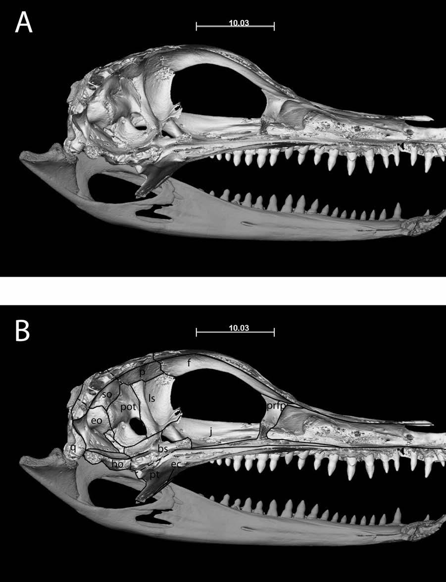 Figure A3: Alligator mississipiensis (TMM-M-6723),