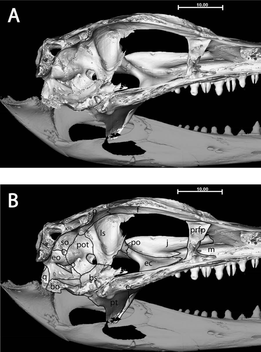 Figure A4: Alligator mississipiensis (TMM-