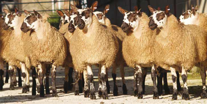The Welsh Mule Sheep Breeders' Association Ltd TWENTY EIGHTH ANNUAL SALE of 6,305 WELSH MULE EWES