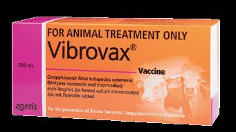 It is the only registered vaccine in Australia to prevent pestivirus Vibrovax Vibrovax prevents the spread of vibriosis Heifer vaccination has been shown to