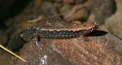 Salamander Status Salamanders Species State Rank