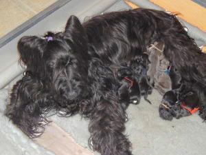 P A G E 3 Puppies Jack & Jan Wynn s January 2014 J Litter NABC would love to show-off your new litters in our Newsletter.