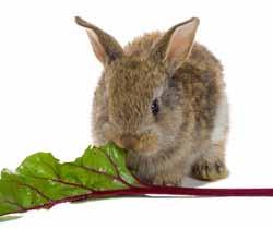 Provides crispy salad greens for an RSPCA rabbit for one week Purchases a fun chew toy for a dog in our Shelter Provides special food for native wildlife Microchips an animal to send to a loving home