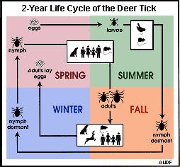 Tick Life Cycle The life cycle requires 2 years to complete. Adult female ticks lay eggs on the ground in early spring. By summer, eggs hatch into larvae.