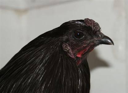 They have a small head with a small triple peacomb. The colour of the comb and face is often purple, more obvious in the hen, compared to the cock. The eye colour should be as dark as possible.