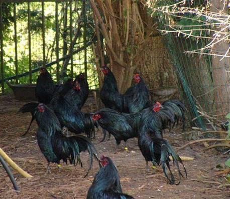 Due to their behaviour, Sumatra bantams need large spacious coops and high mounted roosts. They also need this to keep their plumage (tail) and overall condition (muscles) in good shape.