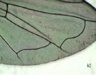 Paragus (Paragus) bicolor (Fabricius, 1794) Pakistan: (Khyber Pakhtunkhwa) Abbottabad, Dera Ismail Khan,
