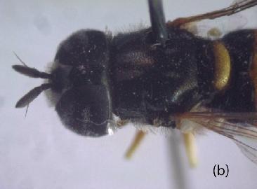 (Pandasyopthalmus) annandalei; (b) tergum 3 with a pair of narrow yellow spots, (c) spurious vein short ending