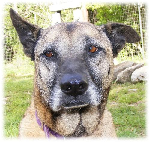 Page 2 PLEASE ADOPT ME! Hey, I'm Louise. I m 10 years old, but I m still awesome! Don't let this frosty face and three legs fool you! I am spry, outgoing, easily trained, and downright loveable!