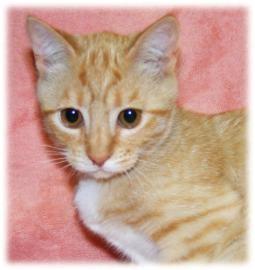 Anonymous Henrietta and Harry were another brother-sister combo. On May 8th, brother Harry got adopted, but Henrietta still needs a home. At 4 months old, she s a teenager.