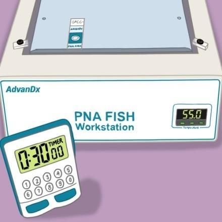 PNA Probe removed from cells and slide Fluorescence microscopy using 60x or