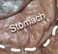 stomach.