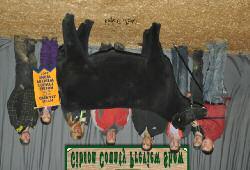 5/02-8/15 Safe-in-calf This maternal sister to Green Oak s NAILE Grand Champion Chiangus Female, Ravens Rebel 311W, is a high-potential breeding piece from one of the most proven dams ever to work