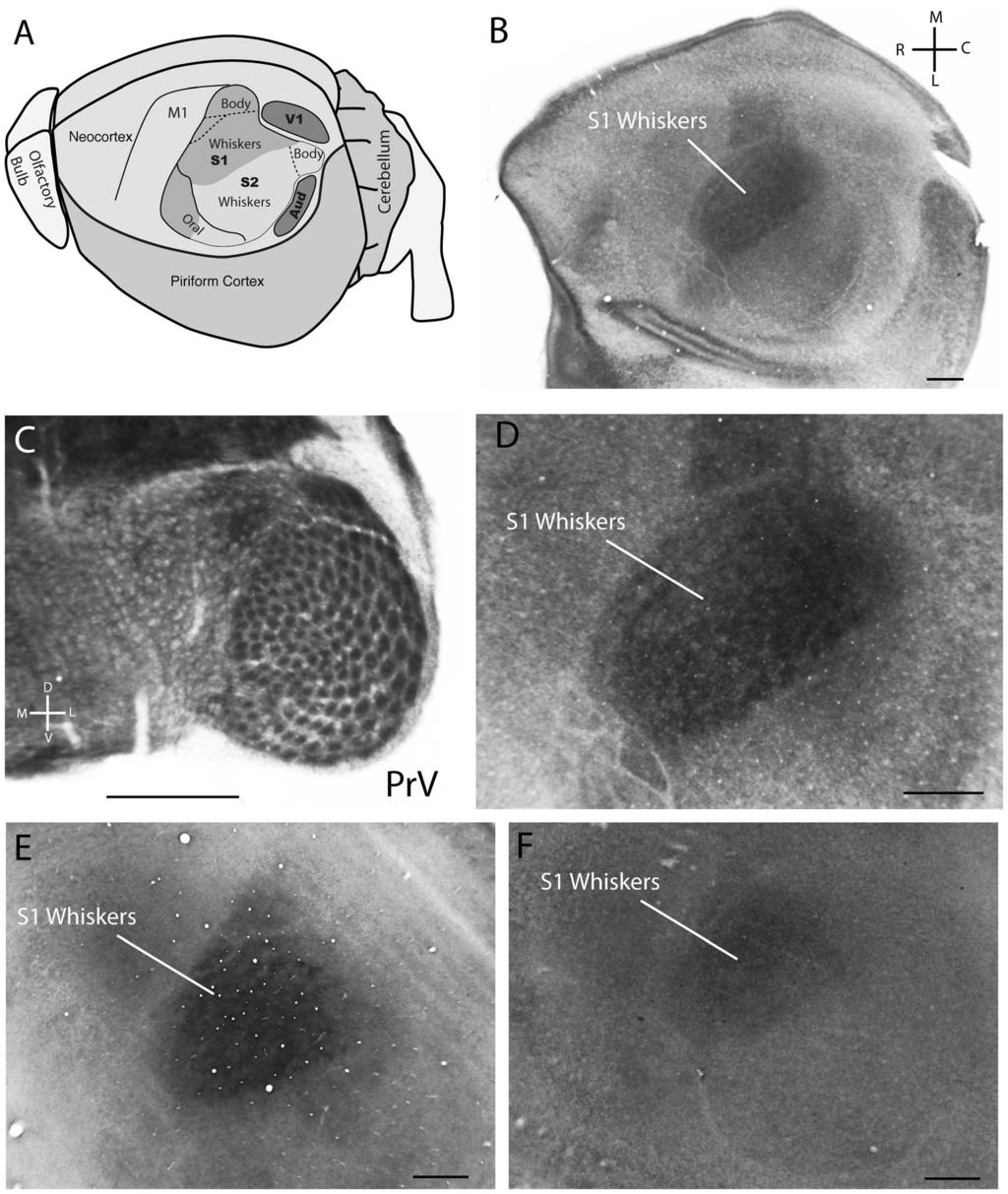 Figure 5. Histology of PrV and cortex from juvenile water shrews. A. The organization of neocortex in the water shrew showing the dominance of the whisker representations in S1 and S2 (after [4]). B.