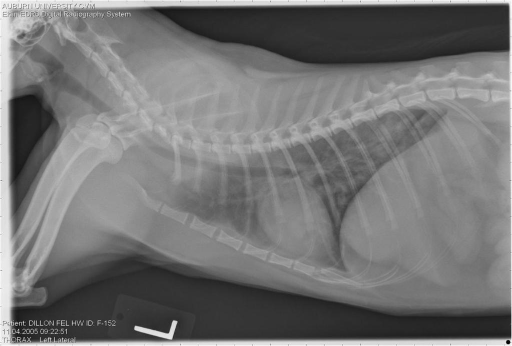 Normal lateral thoracic radiographs in a Group A cat (selamectin monthly initiated on Day 28 PI) on Day 240 after L3 D. immitis infection.
