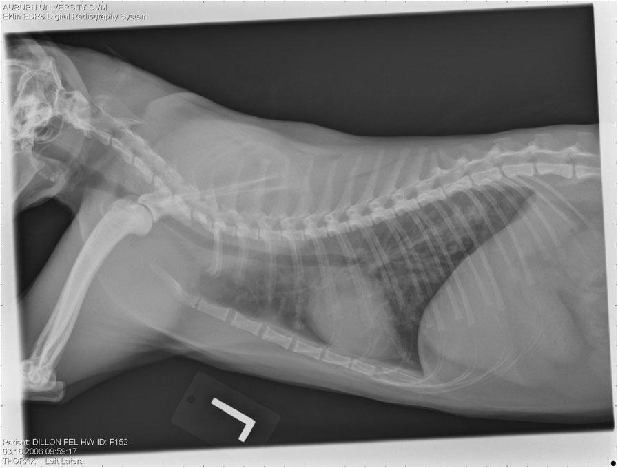 12 Radiographs of a cat from Group B: Day 175. (See Fig. 9 Fig.