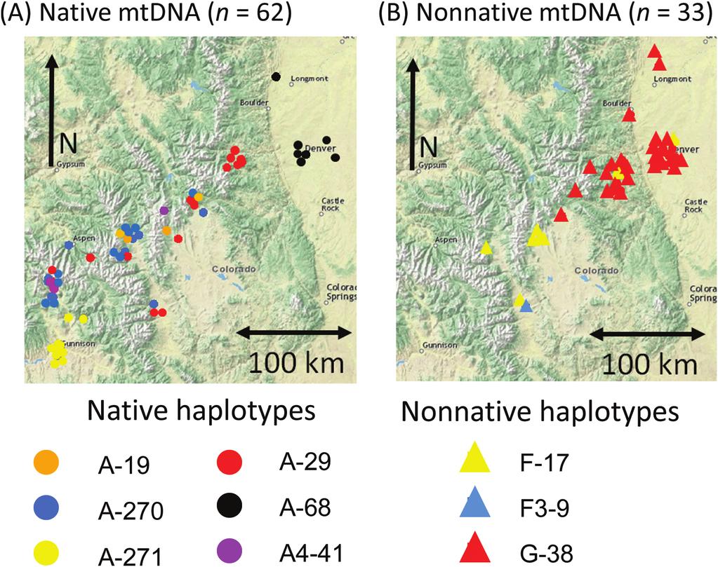 Mountains of Colorado (n = 58) relative to previously published genotypes of known native western United States historical museum specimens and nonnative California red foxes, along with modern