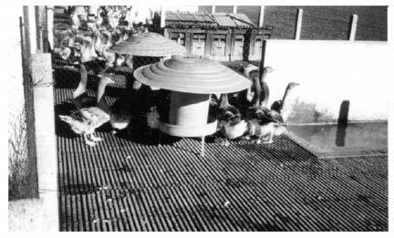 24 Breeder flock management FIGURE 18 Geese being kept under four (A,