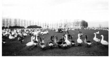 Sometimes, however, a breeder flock formed immediately before the laying period will produce a high number of goslings.