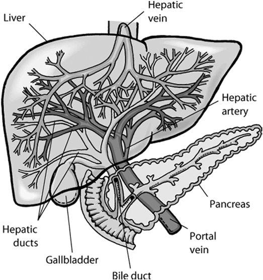 Emergent disease Anatomy Gall bladder is located in between the quadrate and right medial